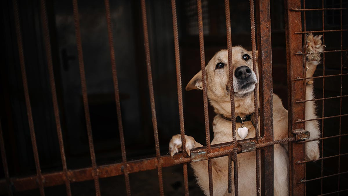Lanzan iniciativa de 12 años de cárcel para quienes consuma mascotas o las usen en rituales en Puebla