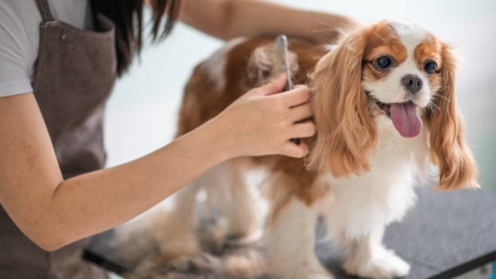 no cortar pelo de tu perro