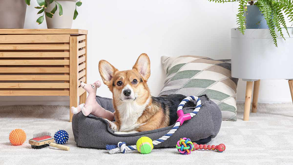 Tienda para mascotas ofrece 10 mil dólares de paga para que perros y gatos sean “probadores de juguetes”