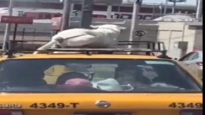 Perro Viaja Arriba De Taxi