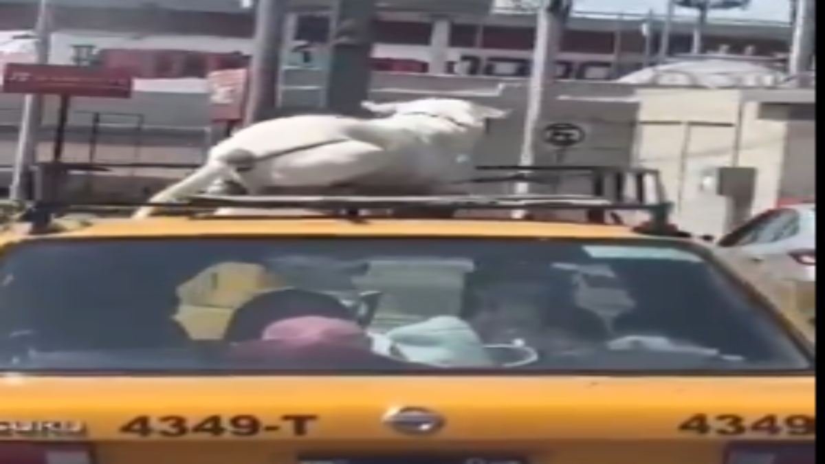 Como si fuera una maleta: captan a perrito amarrado al toldo de un taxi en Saltillo