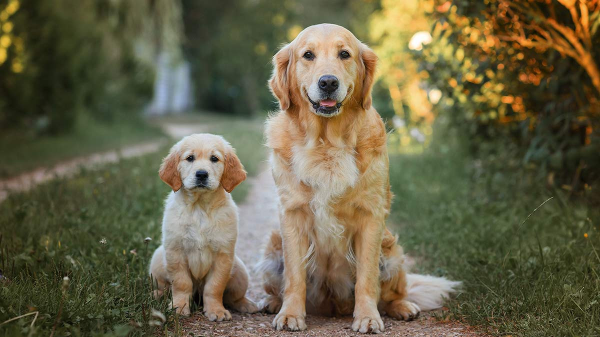 ¿Cómo hacer que un cachorro y un perro adulto se lleven bien? Esto dicen los especialistas