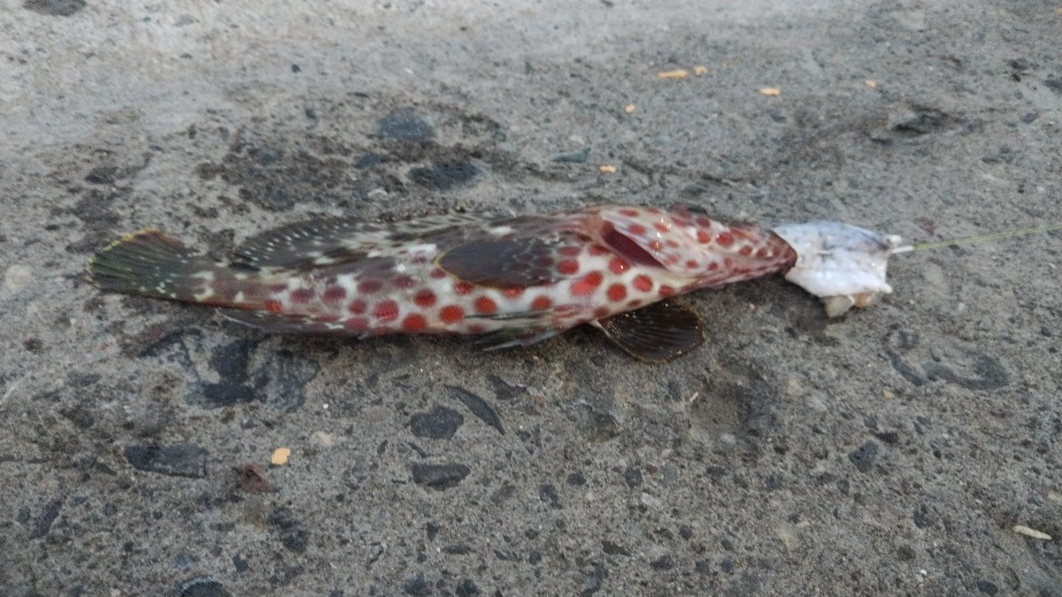 ¿Criatura desconocida? Hallazgo de pez con manchas en Veracruz desata debate en redes