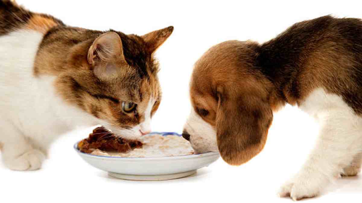 ¿Es malo que mi perro coma comida para gato, o viceversa?