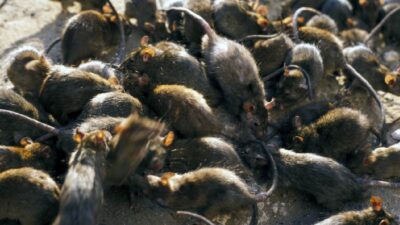 videos-de-ratas-en-nueva-york-causan-alarma-arman-cumbre-nacional-contra-roedores