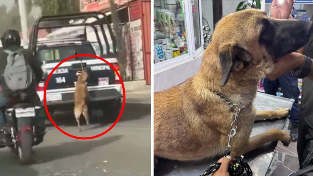 policias-arrastran-a-perrita-en-una-patrulla-en-tizayuca