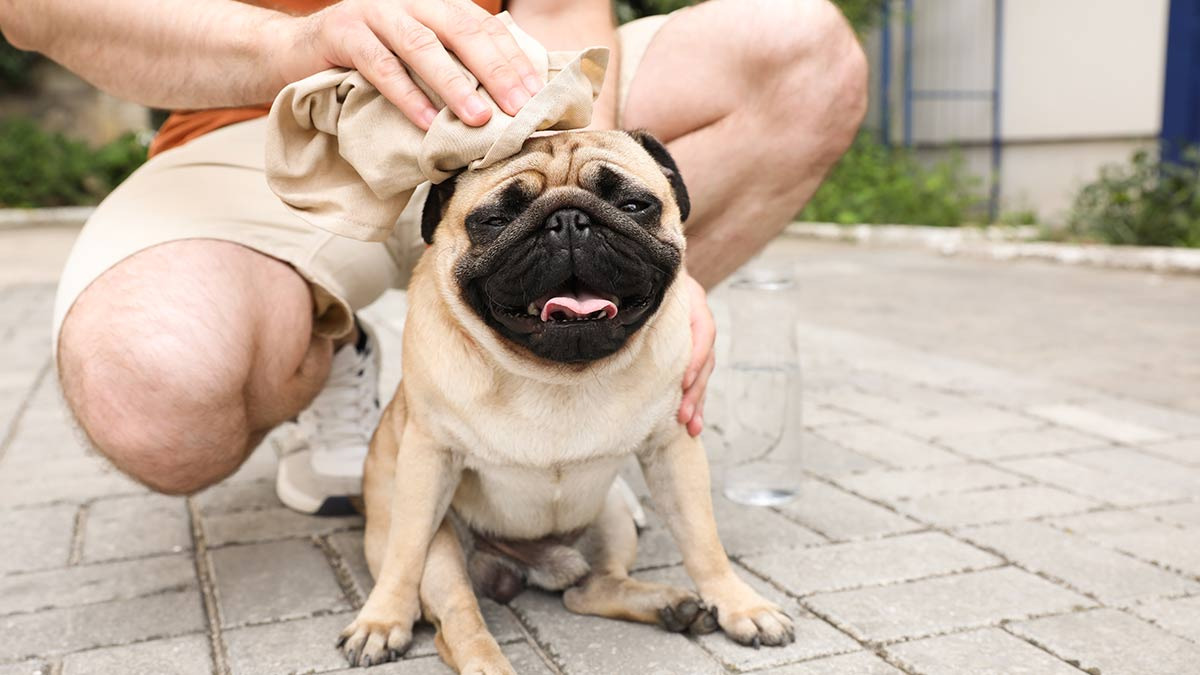 ¿Cuáles son las razas de perros más propensas a sufrir golpes de calor?