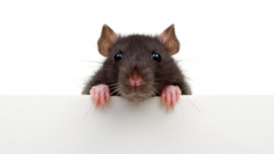 Las ratas tienen oído musical, según un nuevo estudio