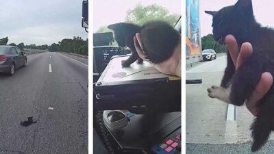 Video muestra el rescate de un gato bebé en una carretera gracias a un camionero que frenó el tráfico