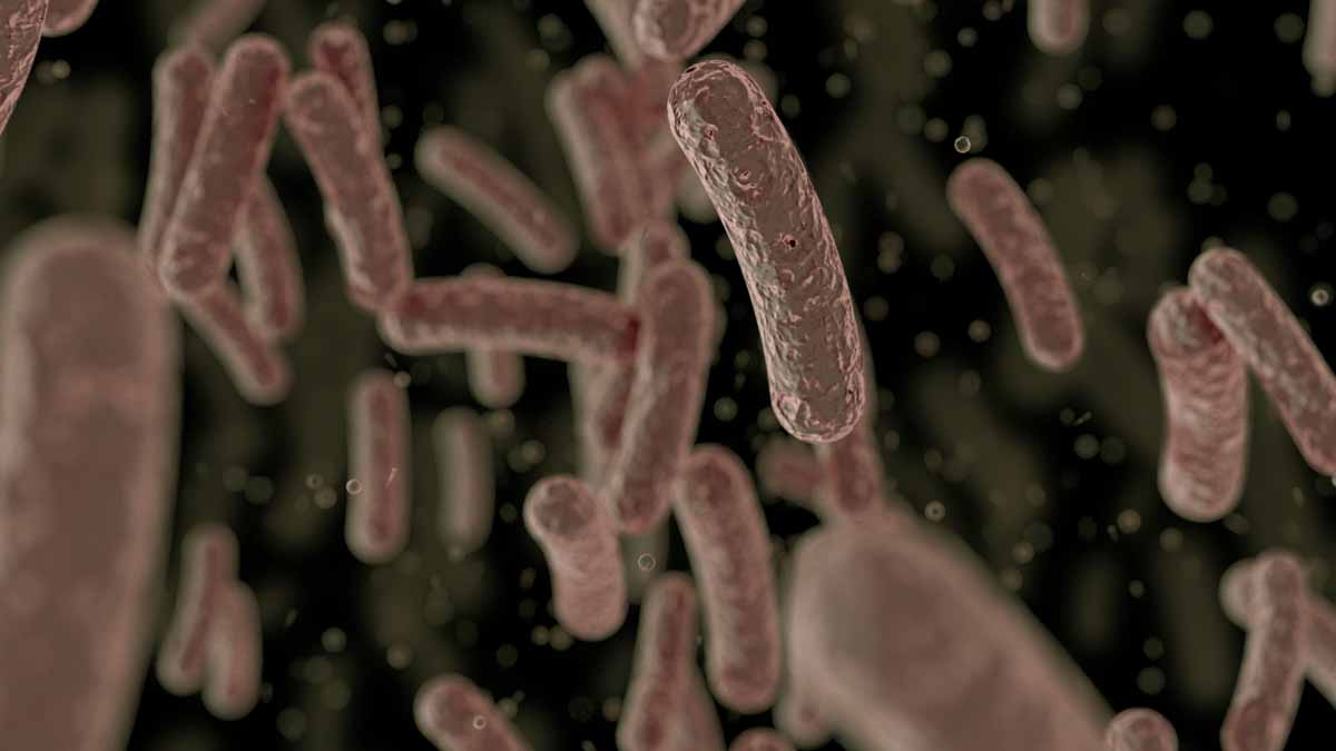 Identifican salmonela resistente a antibióticos en Norteamérica