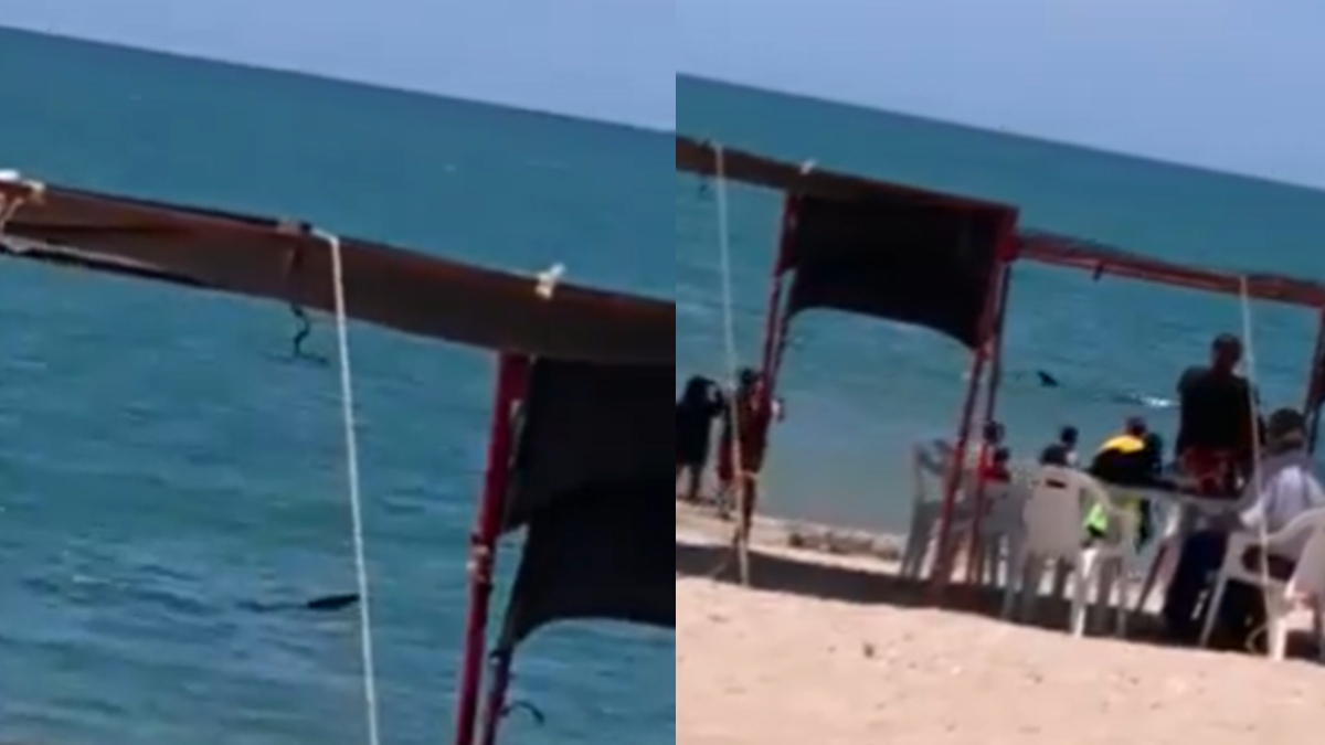 Un invitado inesperado: tiburón ballena deja boquiabiertos a bañistas en Bahía de Kino, Sonora