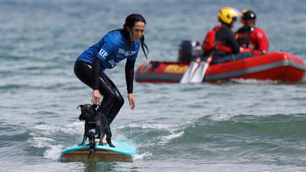 Campeonato de surf canino 2024: perros rompen las olas en España