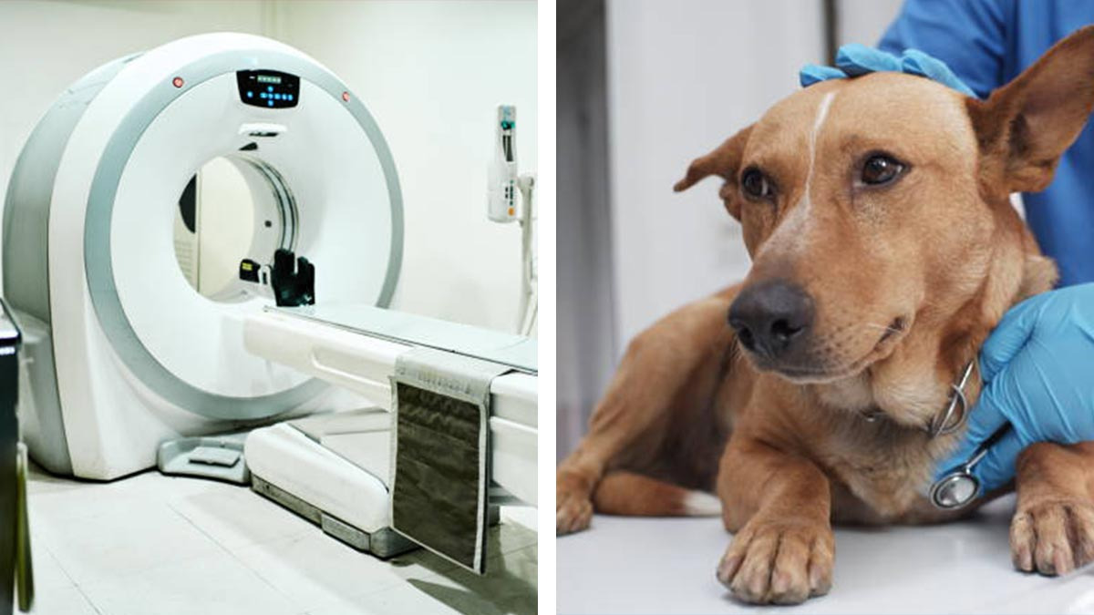 Hay esperanza: usan radioterapia para tratar el cáncer de las mascotas
