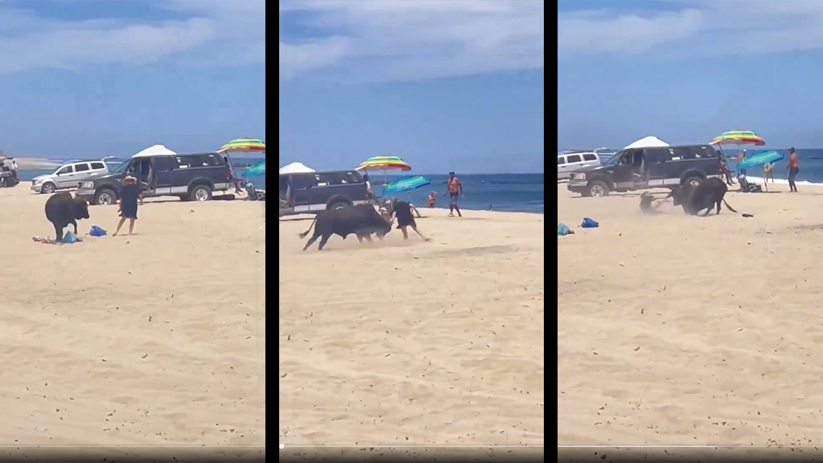 ¿Un toro en la playa? Se viraliza video del animal embistiendo a turistas