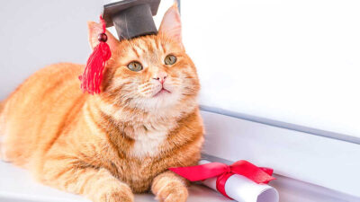 Universidad de EU le otorga doctorado honorifico a un gatito que asistió sin falta a sus clases