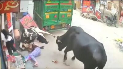 Dos vacas pelearon en una calle y aplastaron a dos mujeres