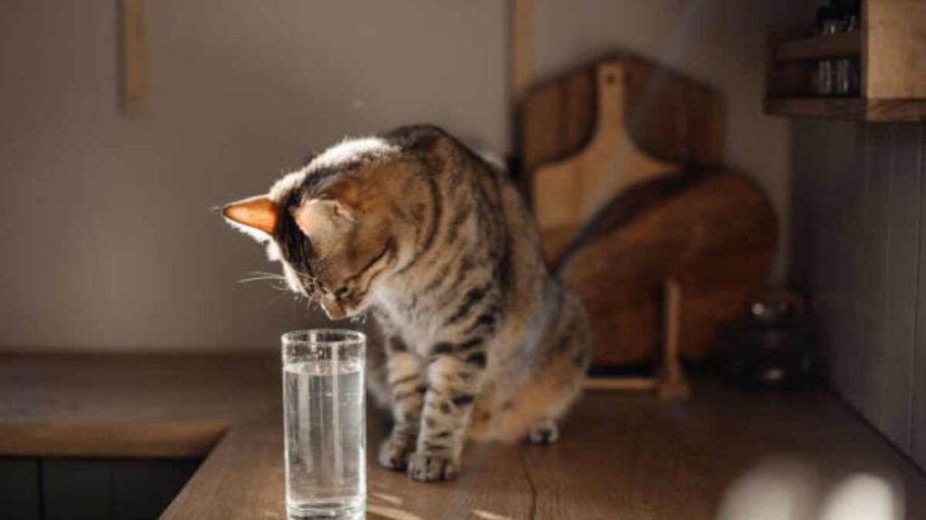 Bebidas que no deben de tomar los gatos