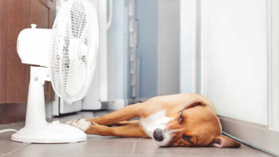 Secuelas de un golpe de calor en mascotas