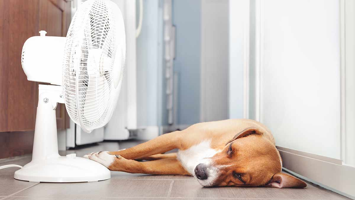 Golpe de calor en mascotas puede causar lesiones neuronales: expertos