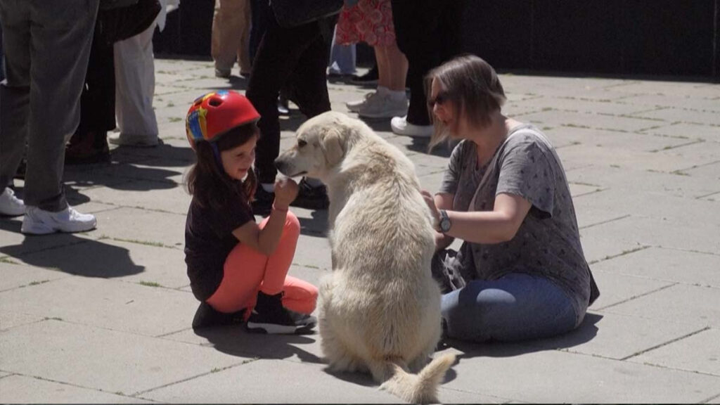 Kosovo pagará 50 euros al mes por adoptar perros callejeros