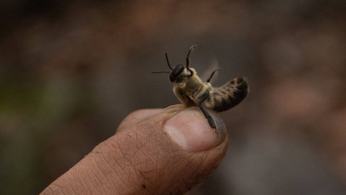 ¡Tragedia en Chiapas! Ataque de abejas deja un muerto y 20 heridos