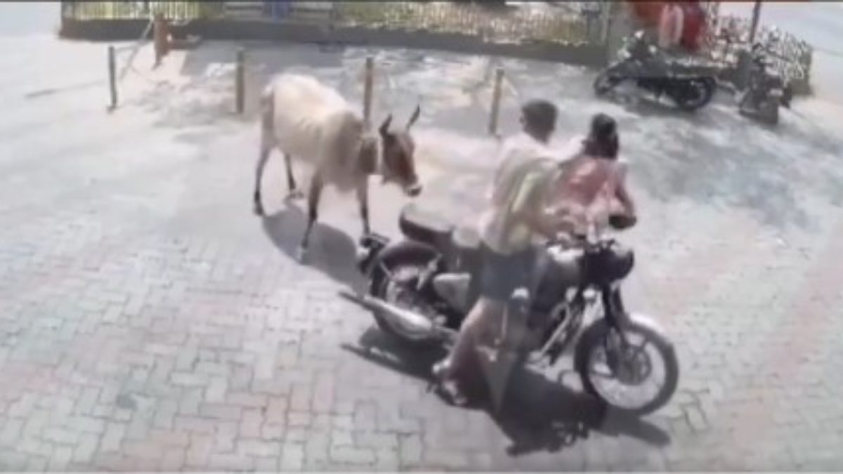 Vaca ataca a mujer en plena calle; video se viraliza