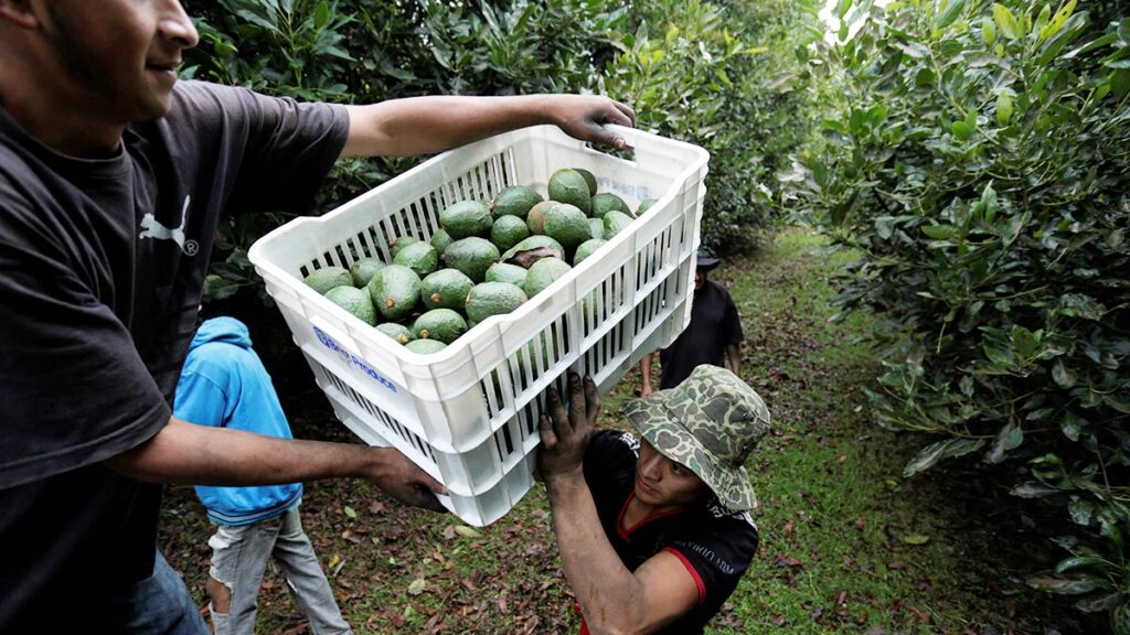 Hoy quedarán resueltas exportaciones de aguacate y mango a EU, afirma AMLO