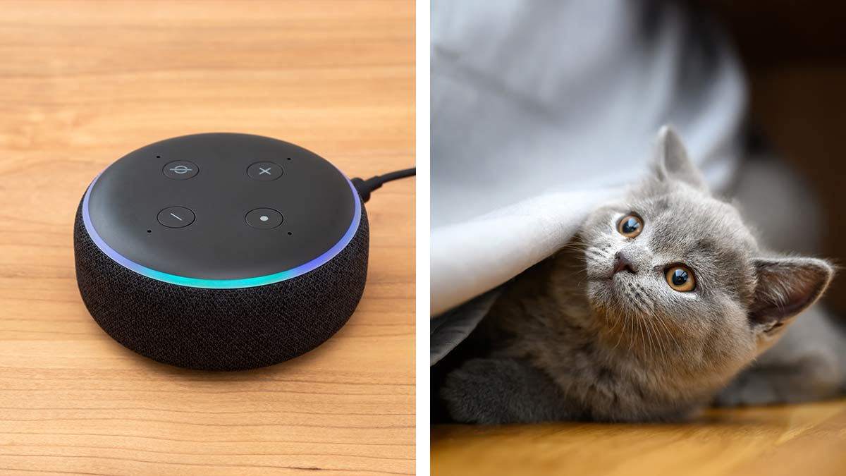 Así es como Alexa te ayuda a buscar a tu gato