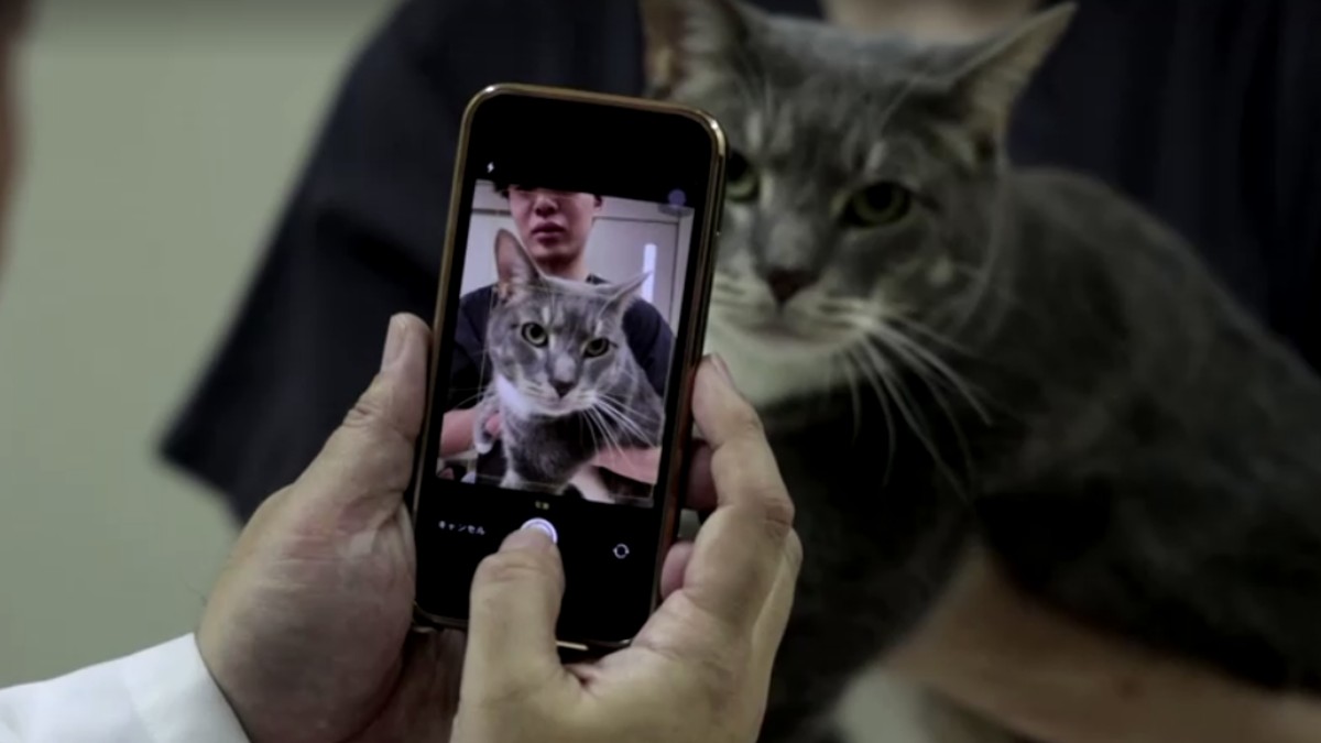 Una aplicación japonesa de inteligencia artificial puede detectar si los gatos sienten dolor