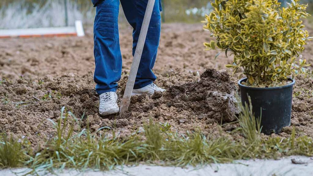 Vecinos de Chilpancingo siembran árboles en socavones