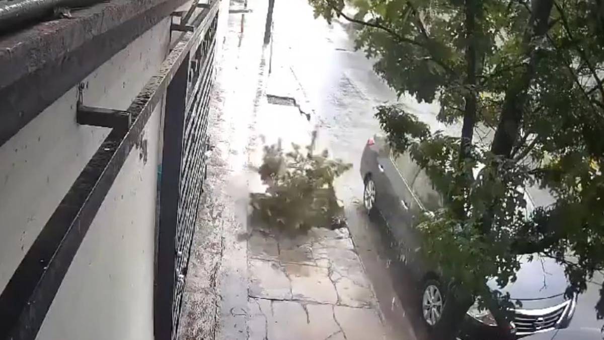 Impactante video: la tierra se traga un árbol tras fuertes lluvias en Nuevo León