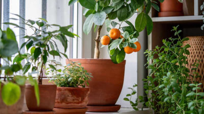 Árboles frutales fáciles de sembrar y tener en casa