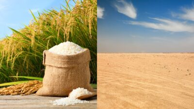 Científicos empiezan a cultivar arroz en el desierto de China