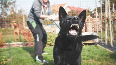En Coahuila, tutores de perros agresivos deben contratar un seguro contra daños a terceros