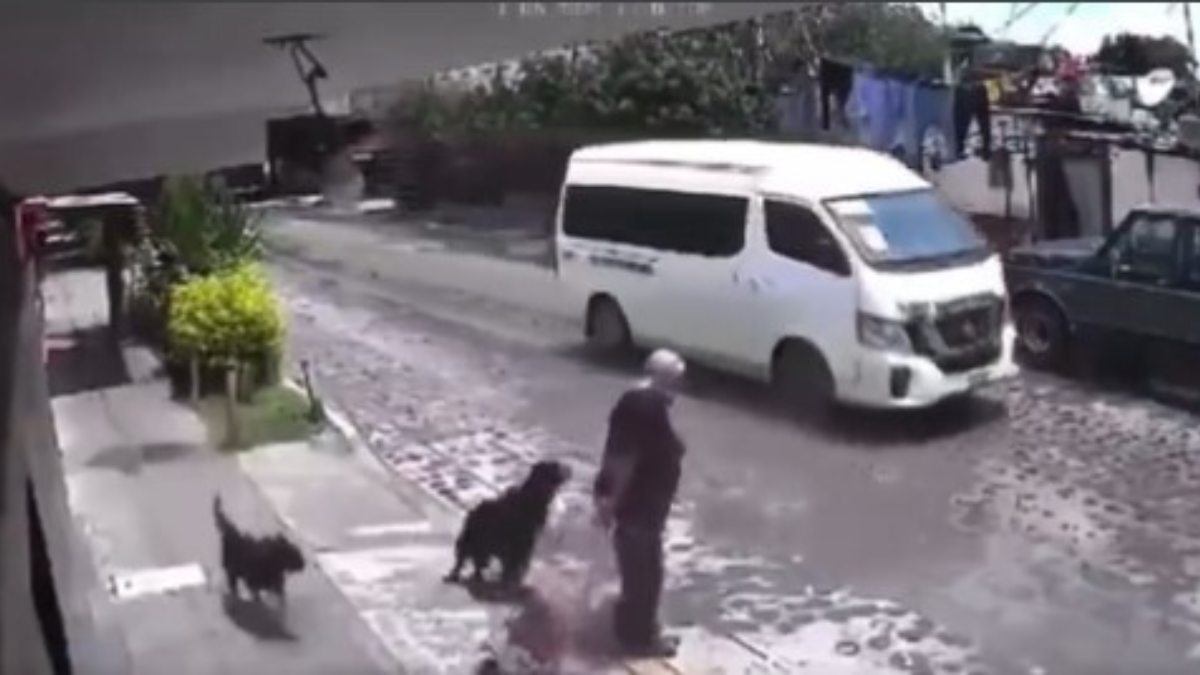 ¿Qué pasará con los perros que atacaron a abuelita en Querétaro?