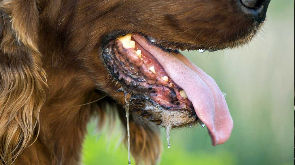 ¿Por qué mi perro babea?