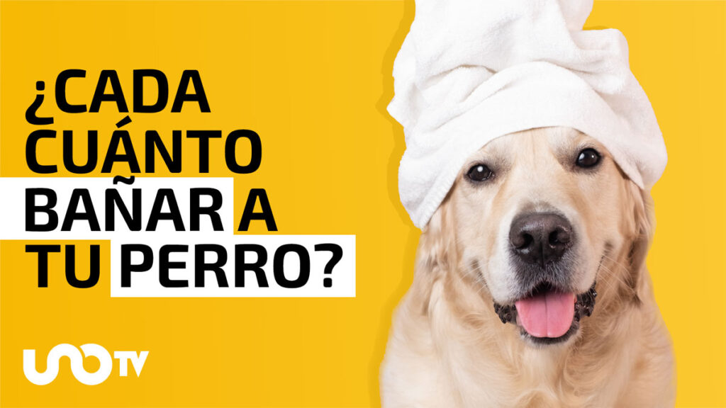 Cada cuándo se debe bañar a los perros