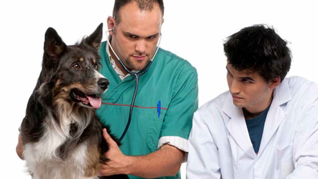 Trabajadores sociales veterinarios: qué son y qué hacen