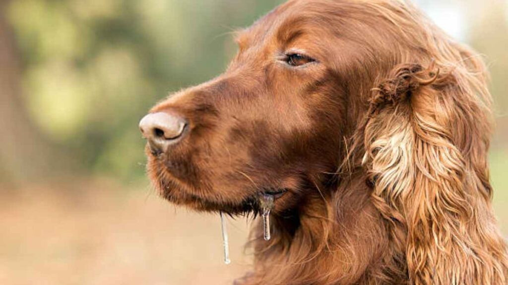 ¿Por qué mi perro babea?