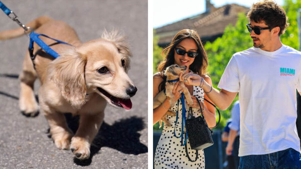 Charles Leclerc presenta a su perro Leo Leclerc y ya es toda una ...