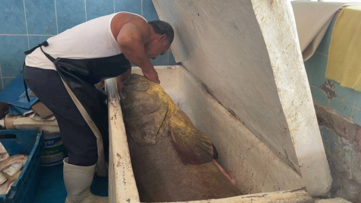 Gigante del mar: pescadores capturan enorme cherna de 80 kilos en el Golfo de México