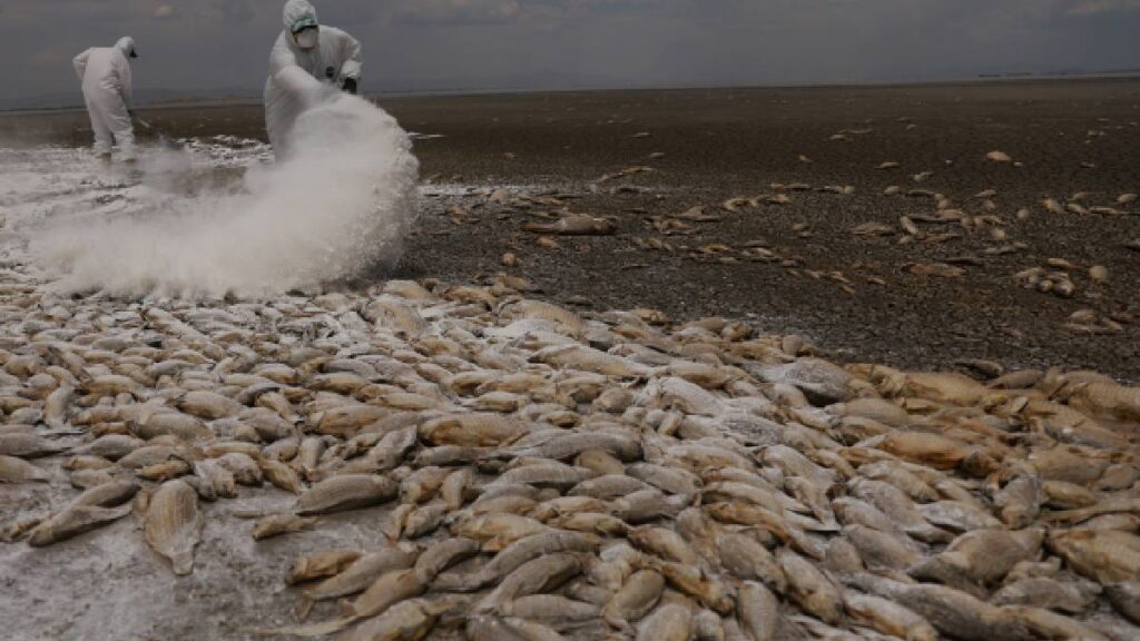 chihuahua-sequia-causa-muerte-de-miles-de-peces