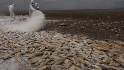chihuahua-sequia-causa-muerte-de-miles-de-peces