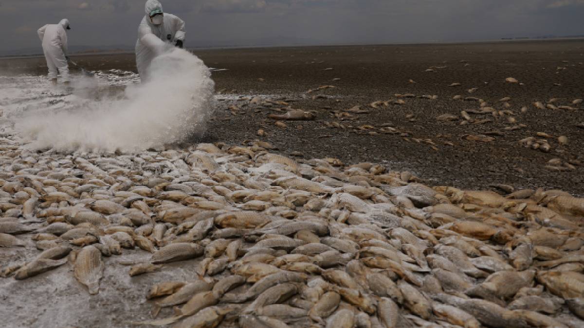 Mueren miles de peces por sequía en la Laguna de Bustillos en Chihuahua