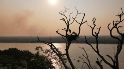 ¿Instinto de supervivencia? Pareja de cigüeñas se salva de las llamas en Pantanal de Brasil