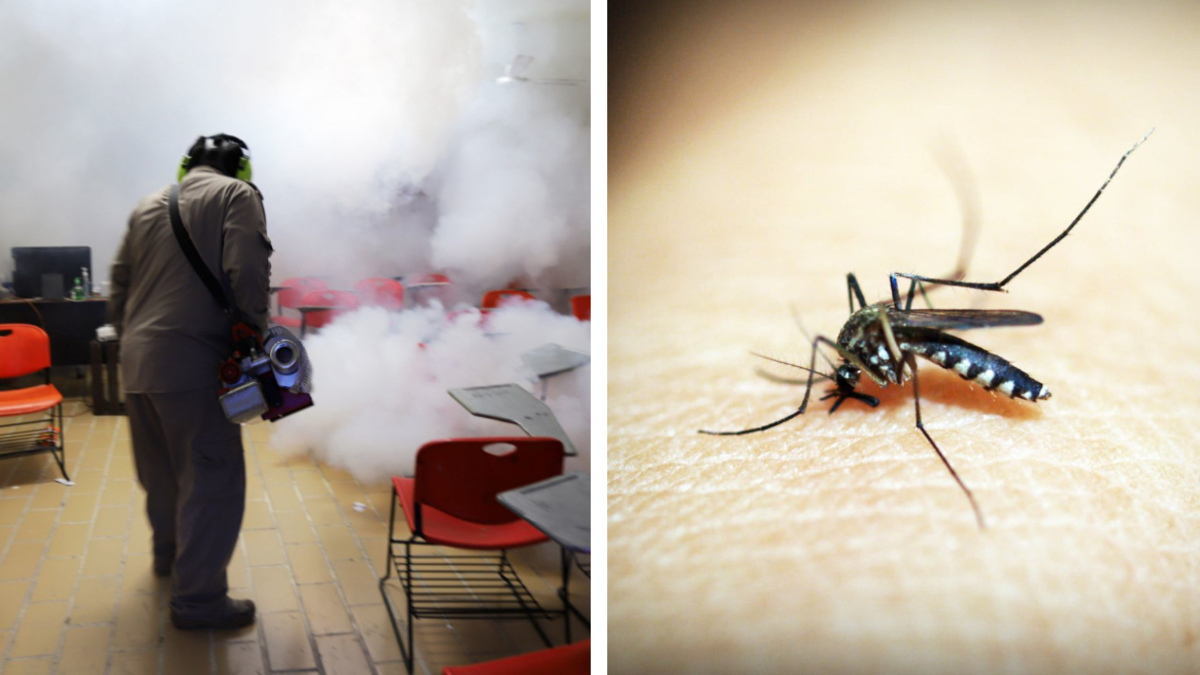 Dengue: ¿cómo prevenir esta enfermedad que va al alza en México?