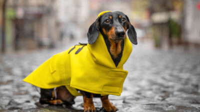 Cómo proteger mascota en temporada de lluvias