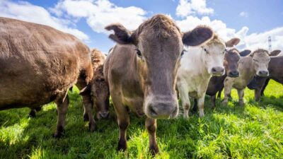 Cómo reducir los gases que producen las vacas