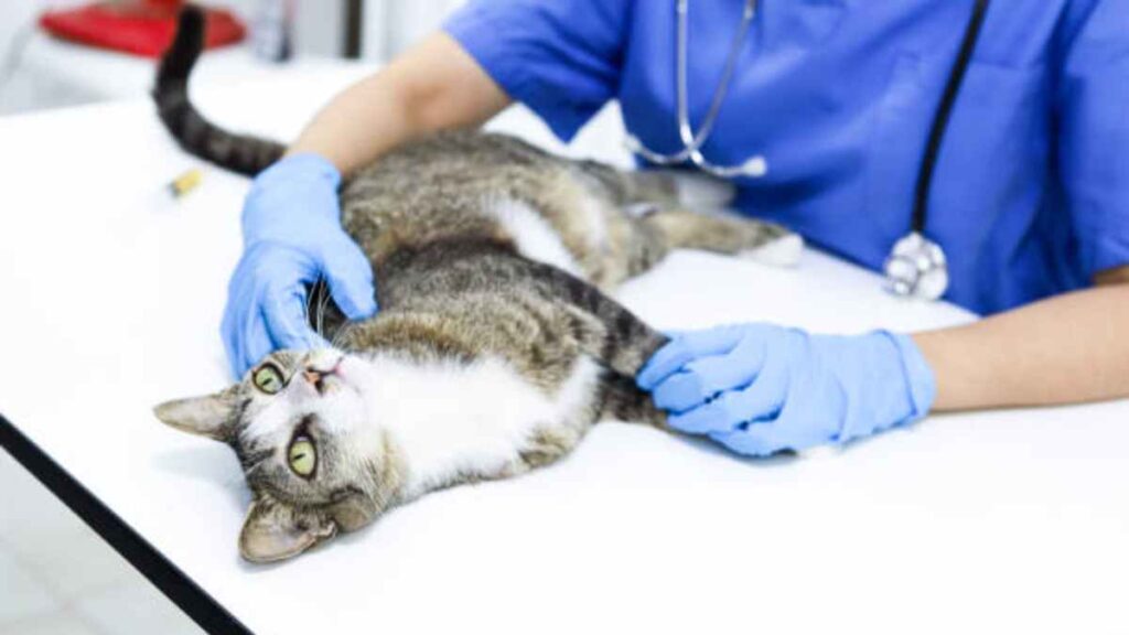 Trasplante de riñón en gatos