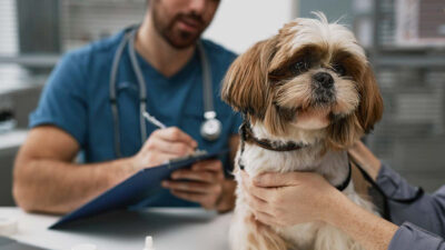 Brasil propone planes de salud para mascotas de trabajadores